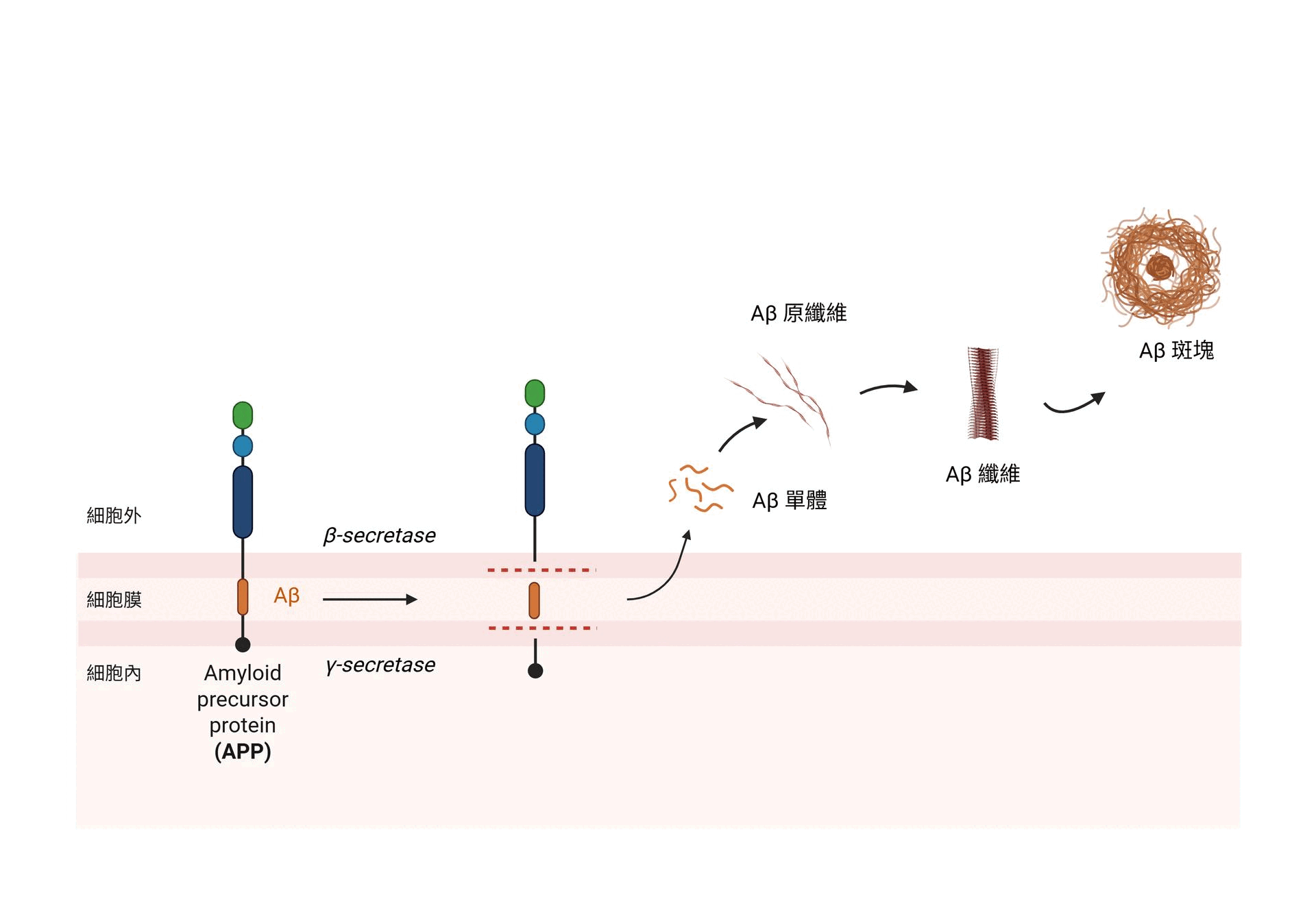 Donanemab 機轉圖解